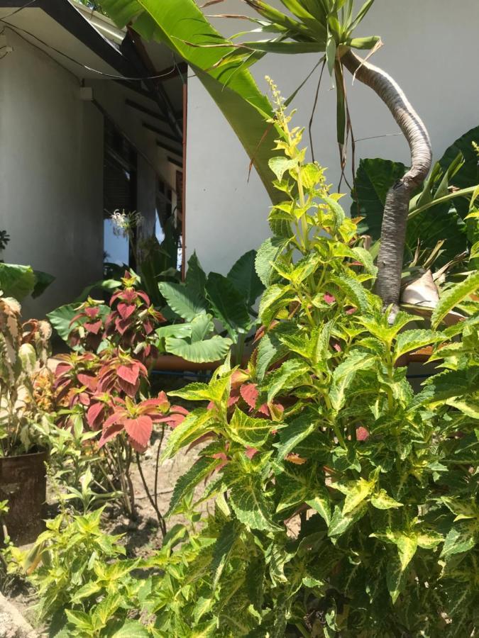 Balili Villas El Nido-Free Car & Driver During Stay Екстериор снимка